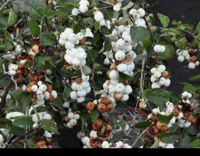 Symphoricarpos d. 'White Hedge' - Sneeuwbes 50- 60 cm in pot