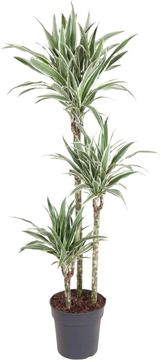 Dracaena White Stripe - 150 cm - ø24
