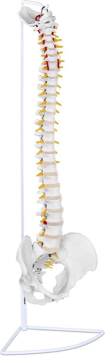 Anatomisch model wervelkolom op statief 88cm