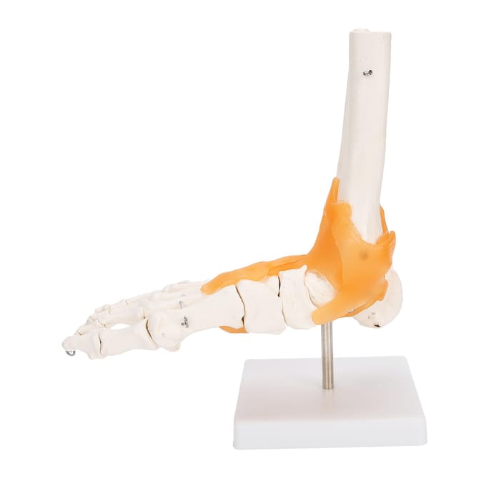 1:1 Menselijke Voet Enkel Bot Skelet Structuur Model Voetgewricht Model met Ligamenten white