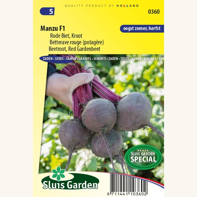 Rode Biet, Kroot Manzu F1 - Moestuin - bloeit in Oktober / November / Juli / Augustus / September