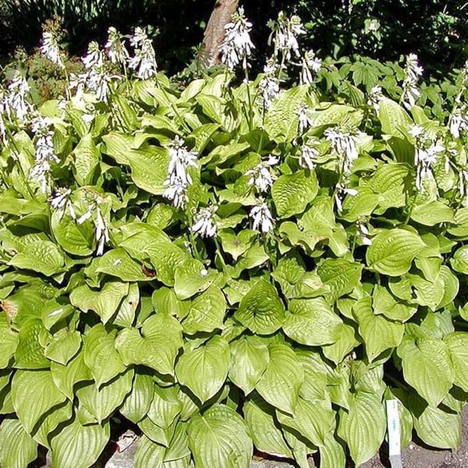 6 x Hosta 'Royal Standard' - Hartlelie Pot 9x9 cm - Grote Witbloeiende Soort