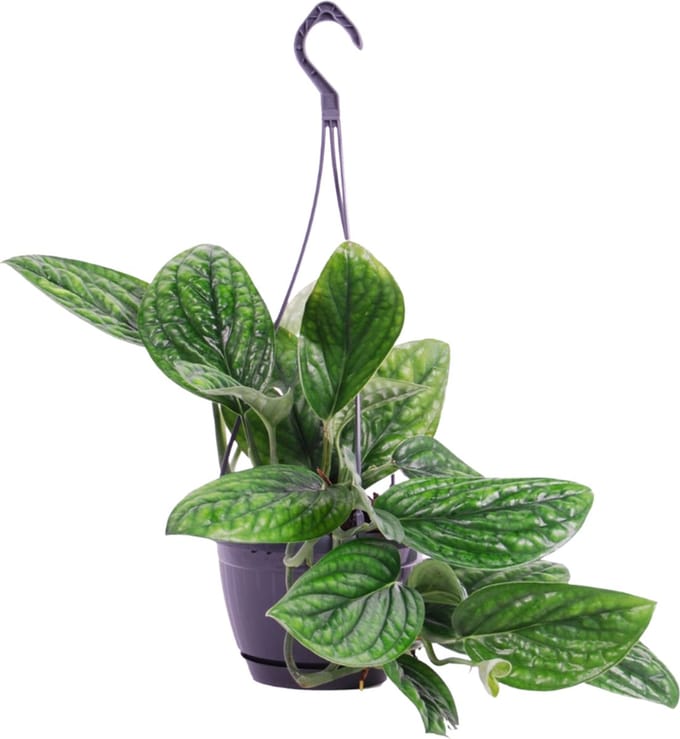 Epipremnum pinnatum 'Marble Planet' hangplant - 30cm