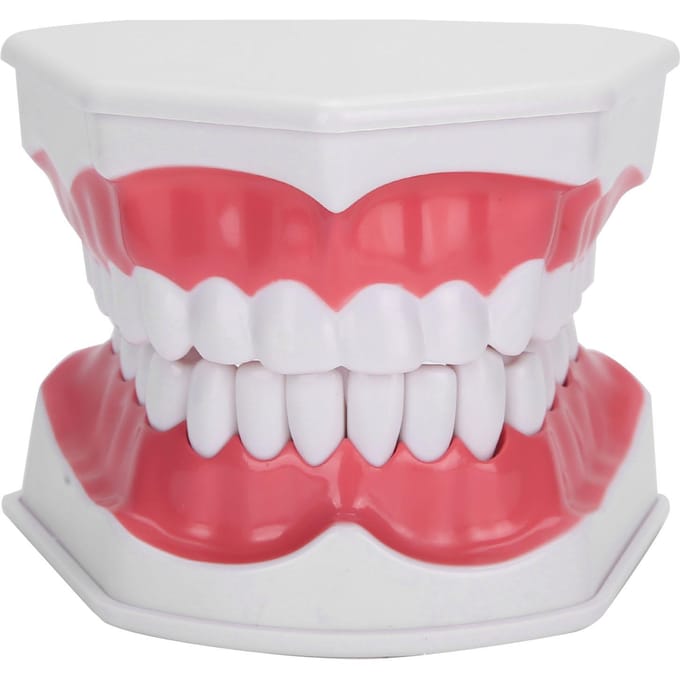 Tanden Onderwijs Model 2X Vergroot Tanden Model Tandarts Onderwijs Trainingstool white