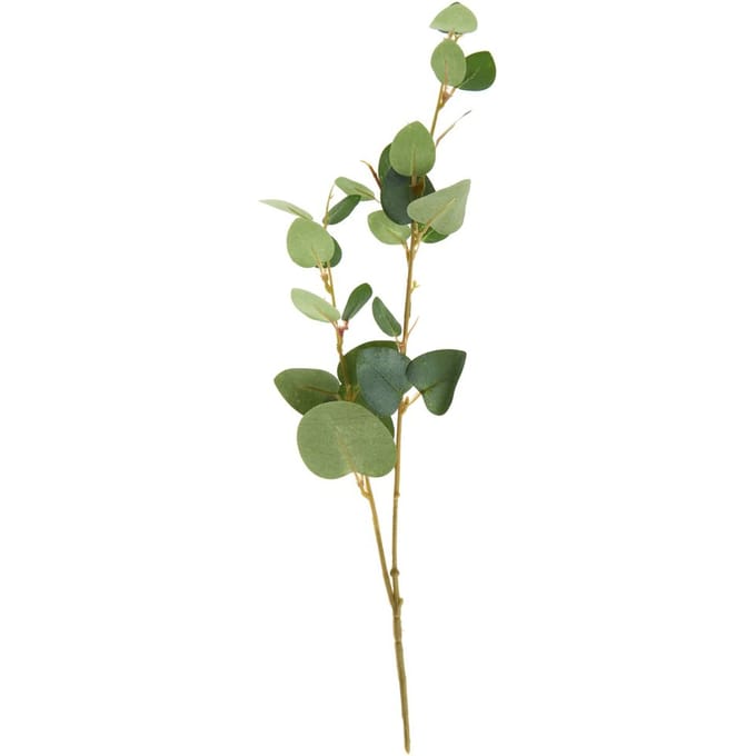 Eucalyptustak