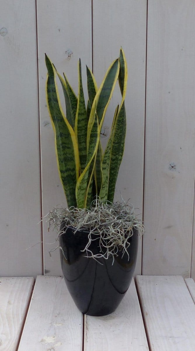 Vrouwentong Sansevieria groengeel in hoge zwarte/antraciete pot 40 cm