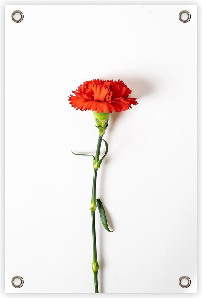 Tuinposter “Anjer” - “60x90cm” - poster tuin