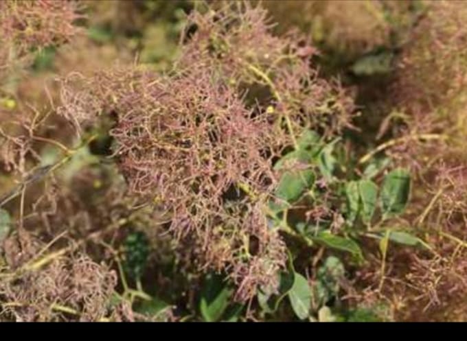 2 x Cotinus cogg. 'Young Lady'® - Pruikenboom 50- 60 cm in pot