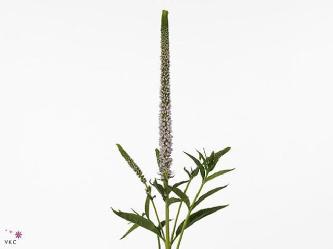 25x Veron.clea roswitha 60cm