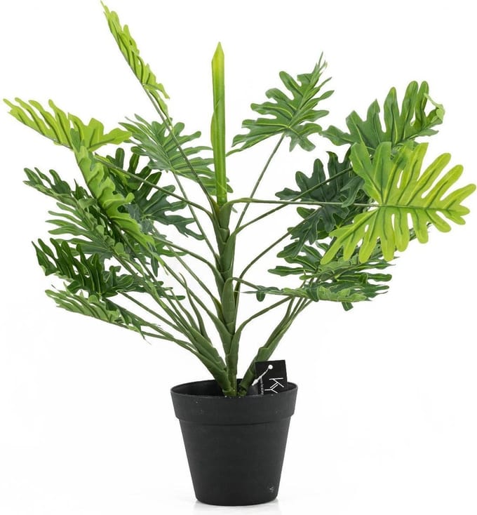Philodendron in pot