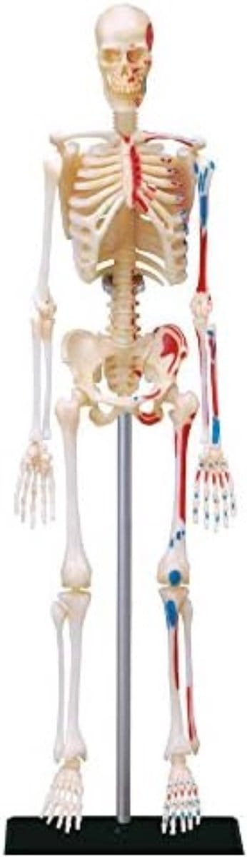 Anatomie Model - Anatomisch Model - Anatomisch Skelet