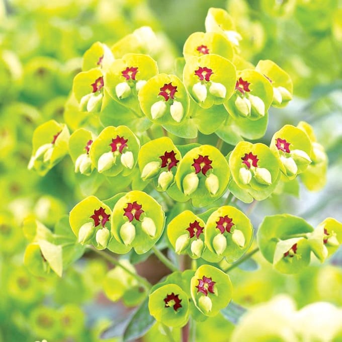 6 x Euphorbia Martinii - Wolfsmelk pot 9x9cm