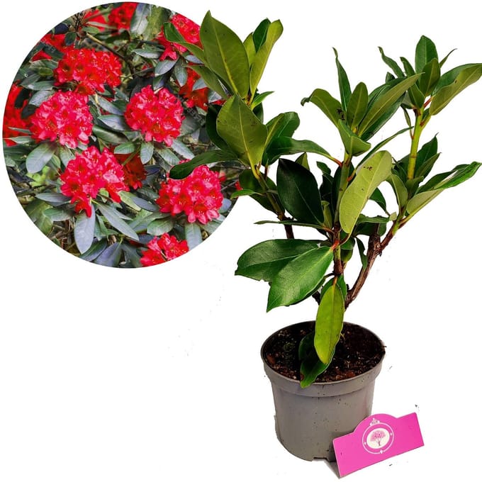 Rhododendron 'Red Jack', Rode bloemen, Hoogte 30-40cm, 1.5 liter pot