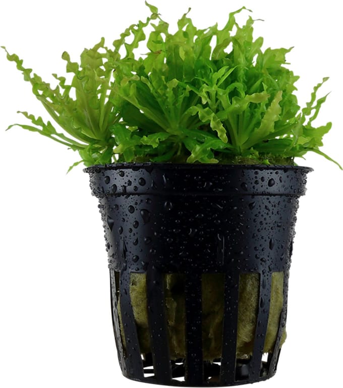 Moerings Pogostemon Helferi | Thai waterkastanje | in 5 cm pot