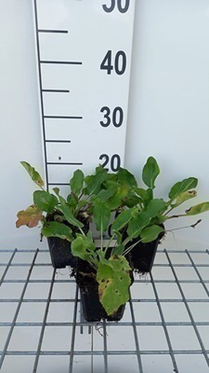 6x Kruisdistel - Eryngium plan. 'Blaukappe' | 9x9 cm pot