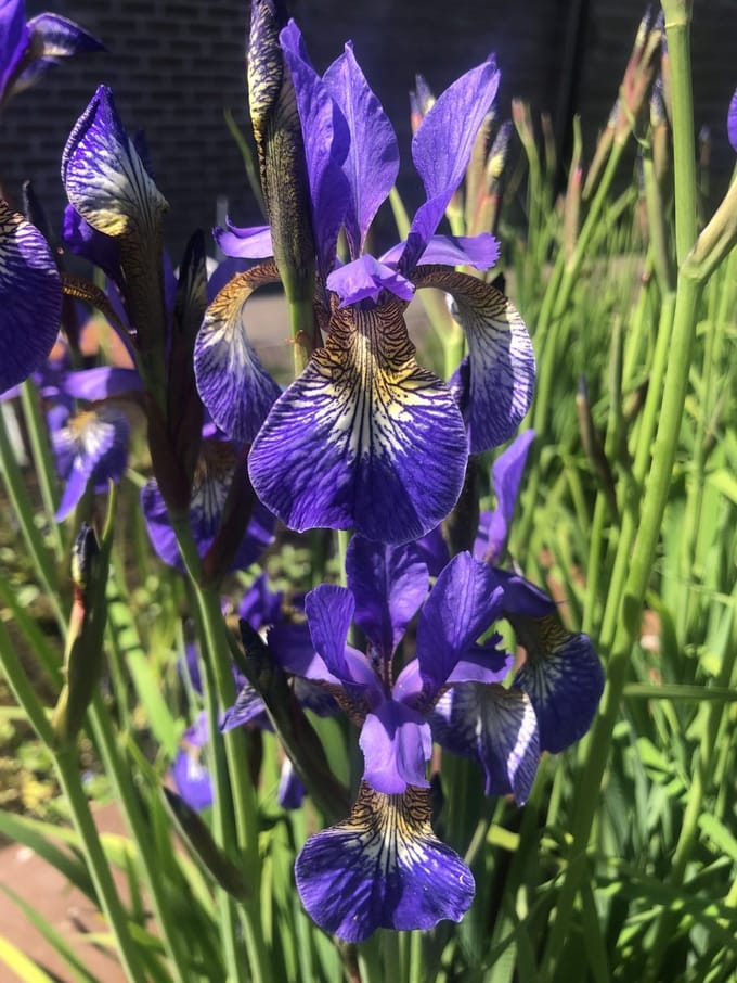 6x Baardloze Iris - Iris Siberica 'Blue King' | 9x9 cm pot