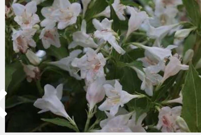 Weigela ' Candida' - Weigela 50 - 60 cm in pot