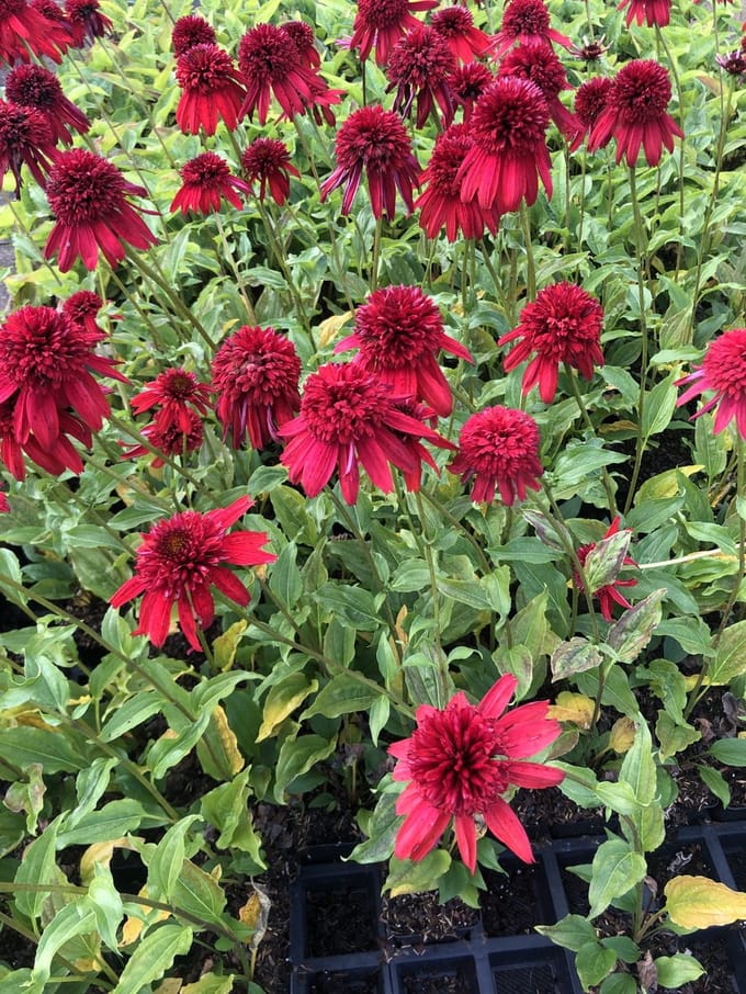 3x Rode zonnehoed - Echinacea purpurea 'Eccentric' | 9x9 cm pot