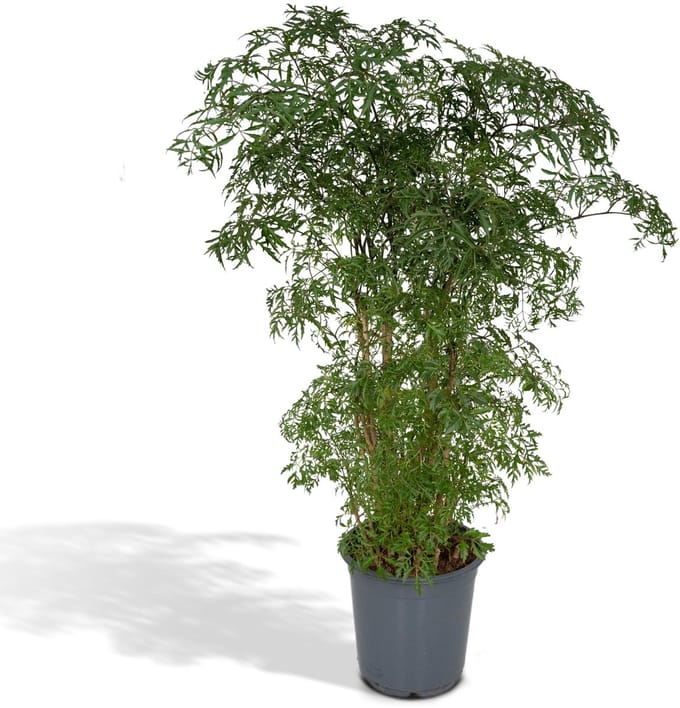 Polyscias Fruticosa – Aralia Kamerplant – Kamerboom ca. 75 cm Ø21 cm