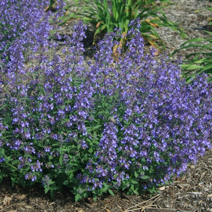 6x Nepeta faassenii 'Junior Walker'® Pot 9x9cm - Compacte en sierlijke planten