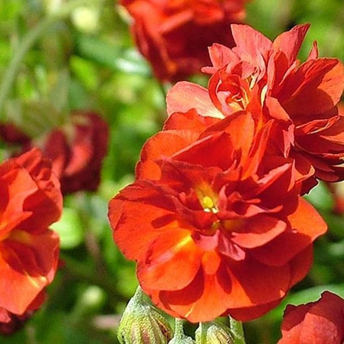 6 x Helianthemum 'Amabile Plenum' - Zonneroosje Pot 9x9 cm - Dubbelbloemige Gele Bloemen