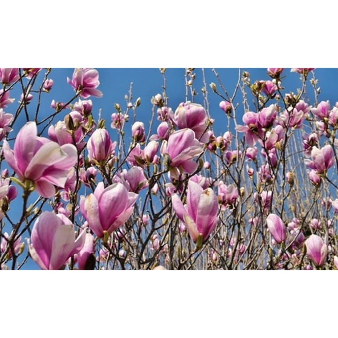 Set van 3 of 6 prachtige Magnolia-planten: 3 / Magnolia mix