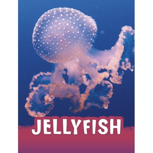 Jellyfish - Animals - Jaclyn Jaycox
