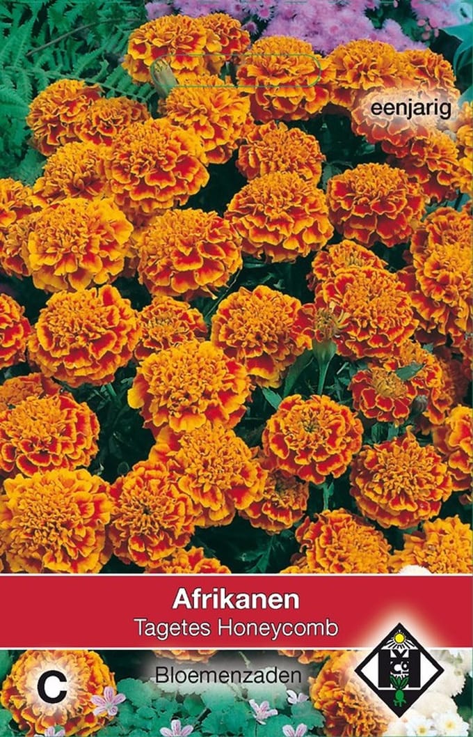 Van Hemert & Co - 2 stuks Tagetes patula nana Honeycomb