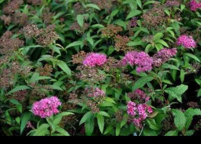 Spiraea jap. 'Anthony Waterer' - Spierstruik, Japanse Spirea 40- 50 cm in pot