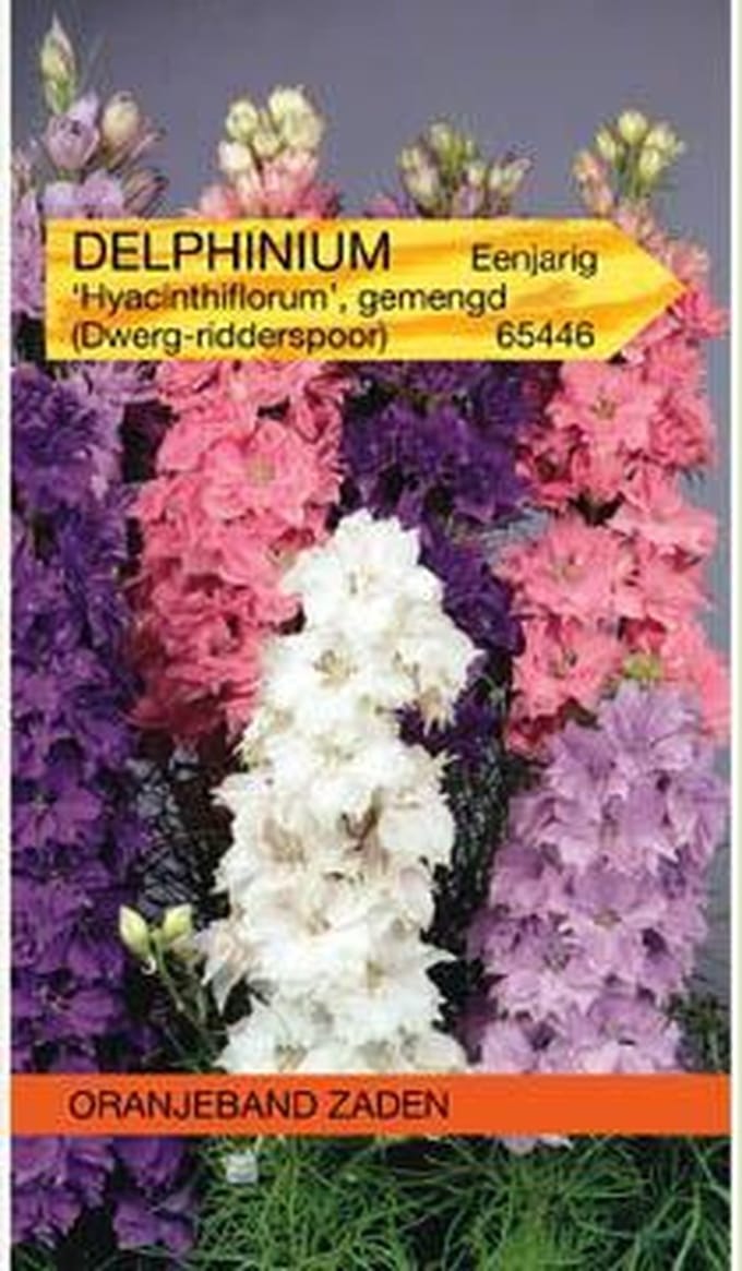 Delphinium, Ridderspoor Hyacinthbloemig gemengd