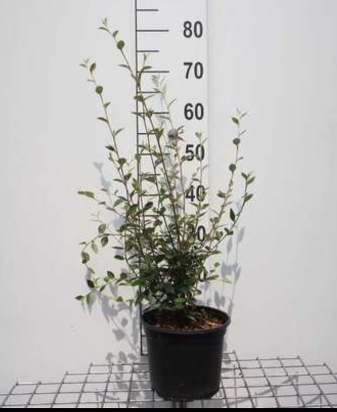 2 x Cotoneaster franchetii - Dwergmispel 60- 80 cm in pot