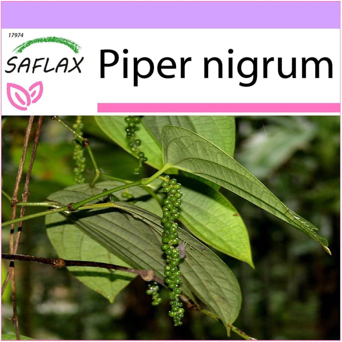 SAFLAX - Poivrier - 20 graines - Piper nigrum