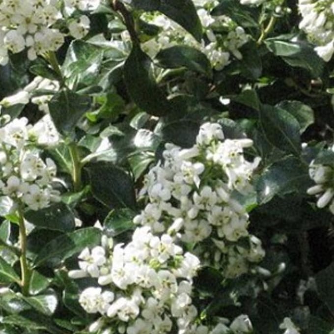 Escallonia 'Iveyi' - Escallonia 40-50 cm in pot