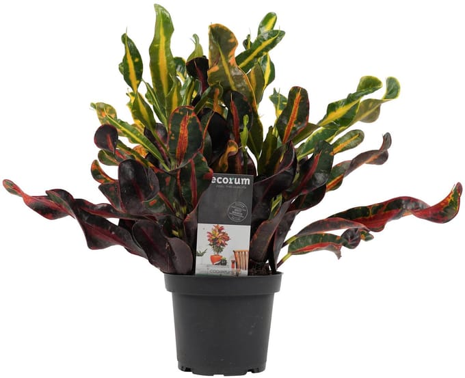 Croton Mammi - Hoogte 25cm - Pot 12cm