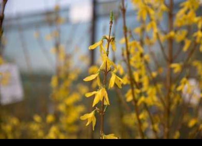 Forsythia int. 'Spectabilis' - Chinees Klokje 60- 80 cm in pot