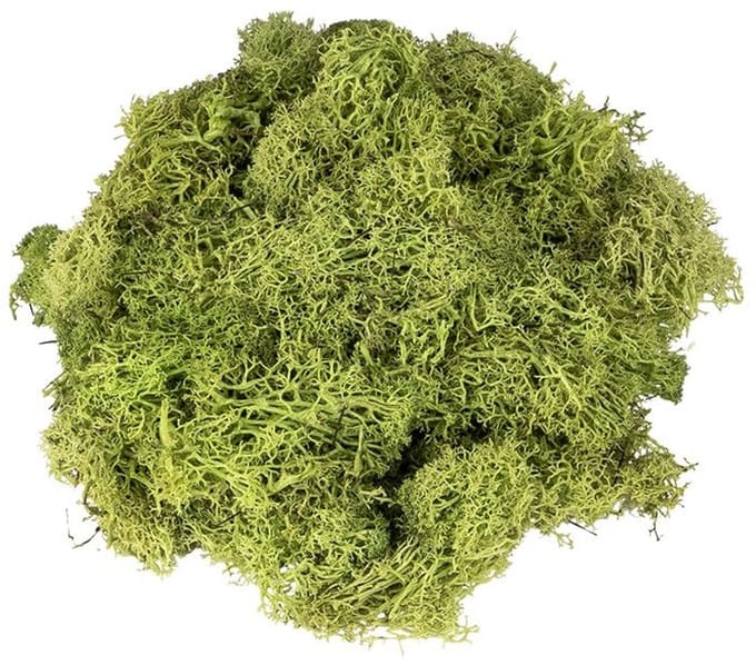 mit Herz IJslands mos, groen, decoratief mos, natuurproduct, 100 g