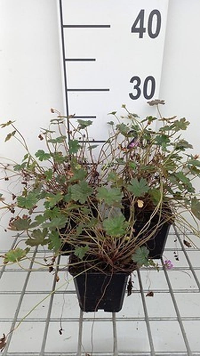 6x Ooievaarsbek - Geranium hybr. 'Orkney Cherry'® | 9x9 cm pot