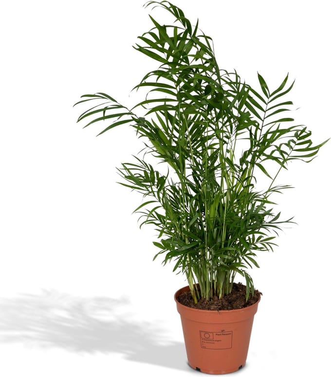 Hello Plants Chamaedorea Elegans Kamerpalm - Ø 17 cm - Hoogte: 55 cm - Mexicaanse Dwerpalm