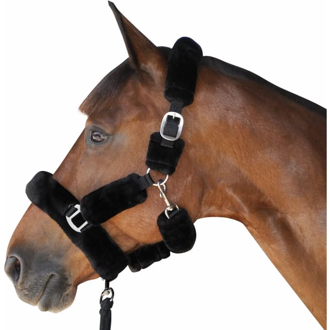 Paardenhalster Canter