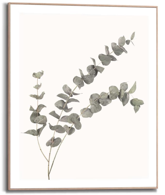 Schilderij Eucalyptus - 50 x 40 - Hout - REINDERS