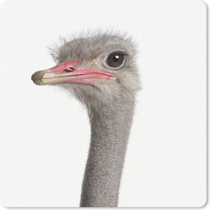 Muismat 20x20 cm - Mousepad Dieren - Portret - Struisvogel - Muismatten