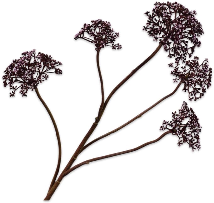 Silk-ka Kunstbloem-Zijden Bloemen Dille Tak Bordeaux 78cm