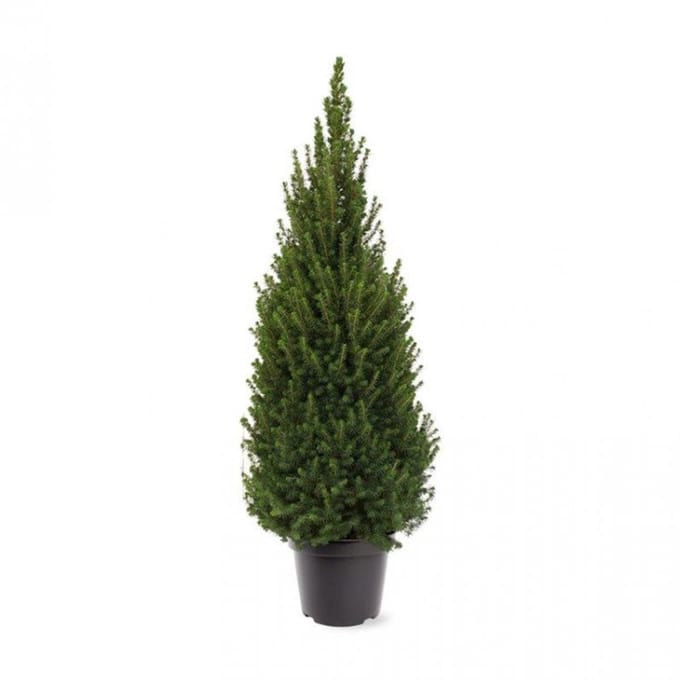 Arbustes de haie - Un ensemble 1 - Picea glauca Perfecta - (3L) 50-60 cm