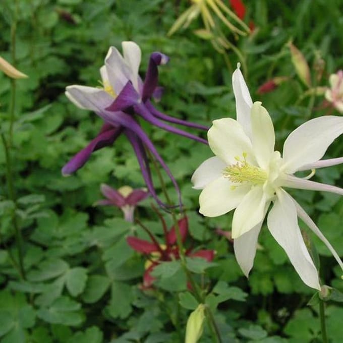 6 x Aquilegia Dragonfly Hybrids - Akelei pot 9x9cm