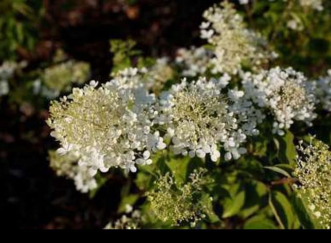Hydrangea pan. 'Phantom' - Pluimhortensia 40- 50 cm in pot