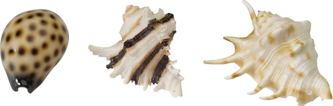 Ebi Decor Zeeschelpen 8.5-10 cm Assorti