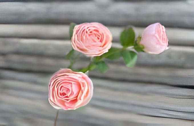 Roze 3 knopen roze Buitengewoon de Boet