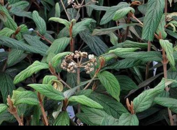 Viburnum rhytidophyllum - Sneeuwbal 30- 50 cm in pot