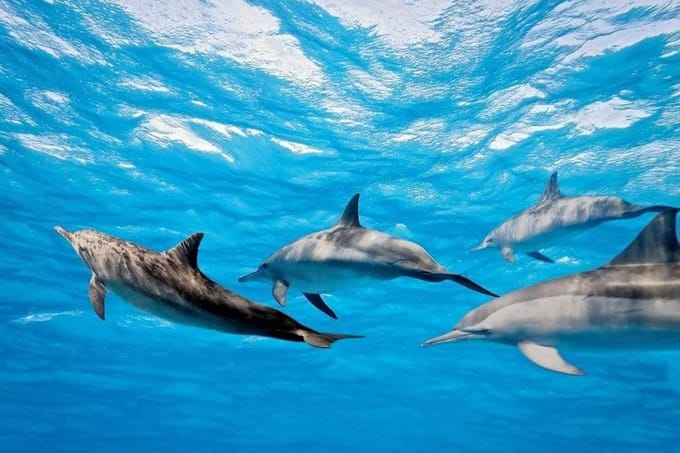 Fotobehang - Dolphins 375x250cm - Vliesbehang