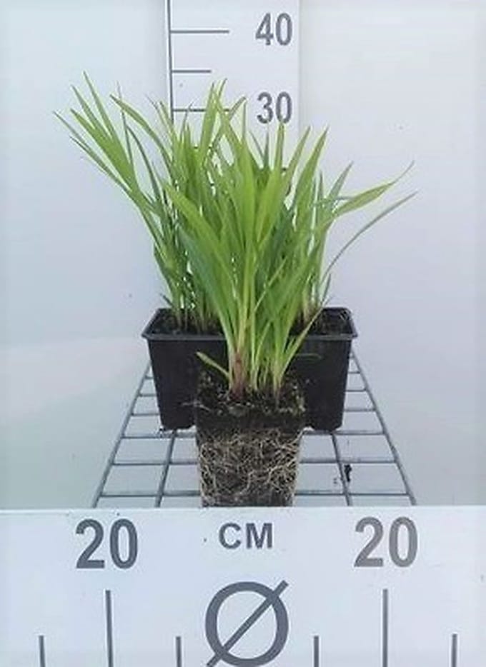 6x Lampepoetser - Liatris spic. 'Kobold' | 9x9 cm pot